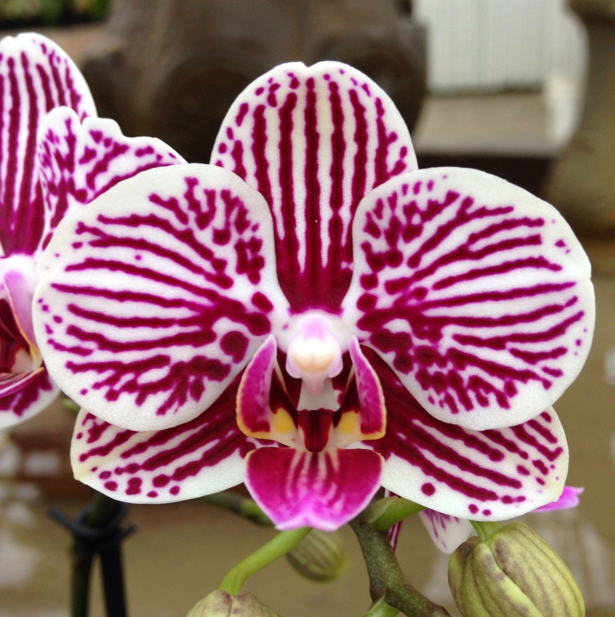 Фаленопсис Блэк страйп