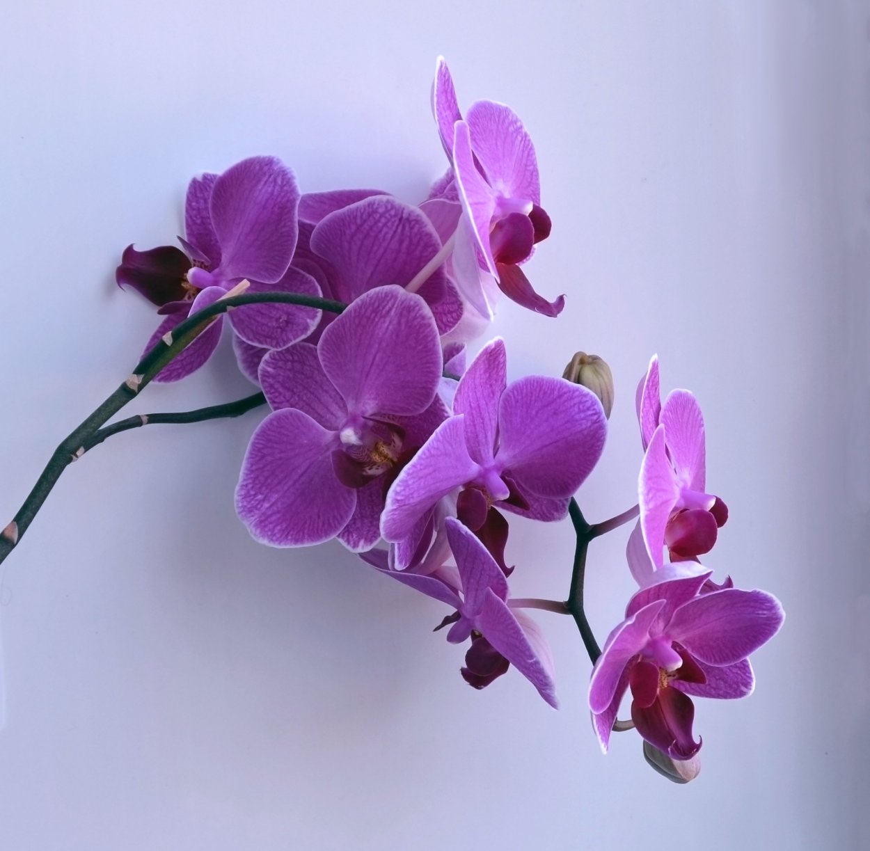 Орхидея Grazia