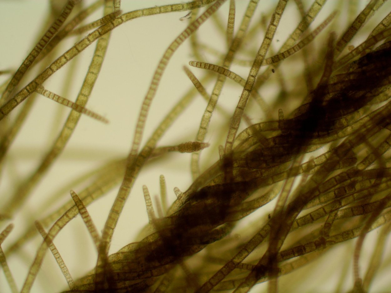 Нитчатые бурые водоросли