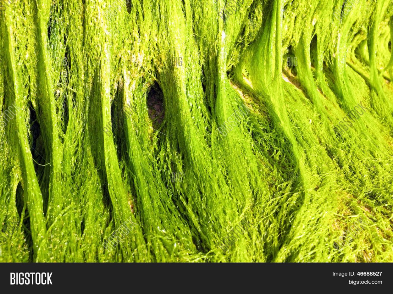 Нитчатые водоросли Тина