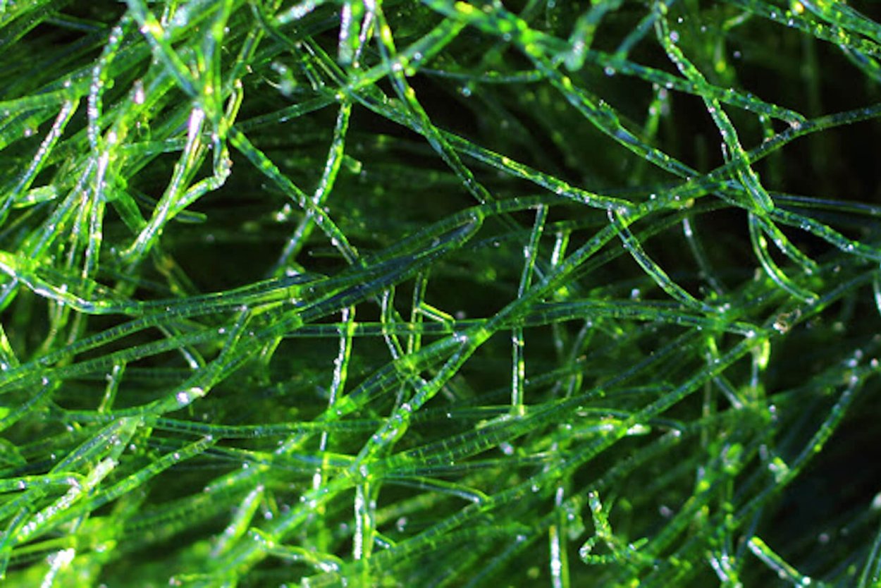 Spirulina водоросль