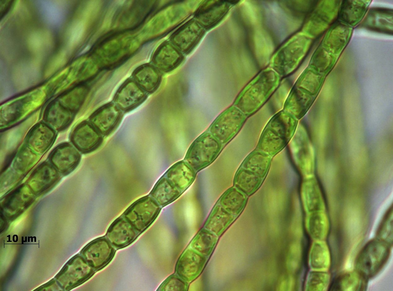 Хлорелла цианобактерии