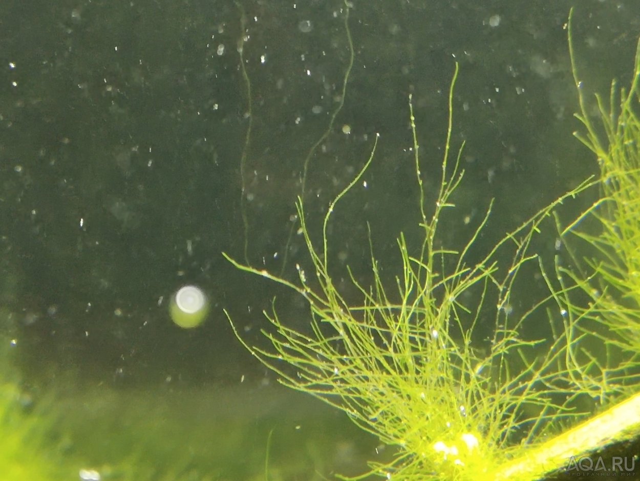Спирогира водоросли в аквариуме
