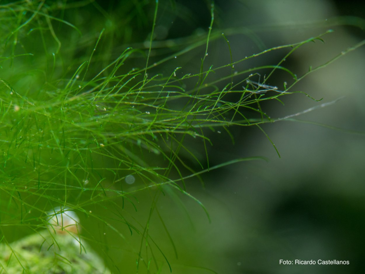 Кладофора нитчатая