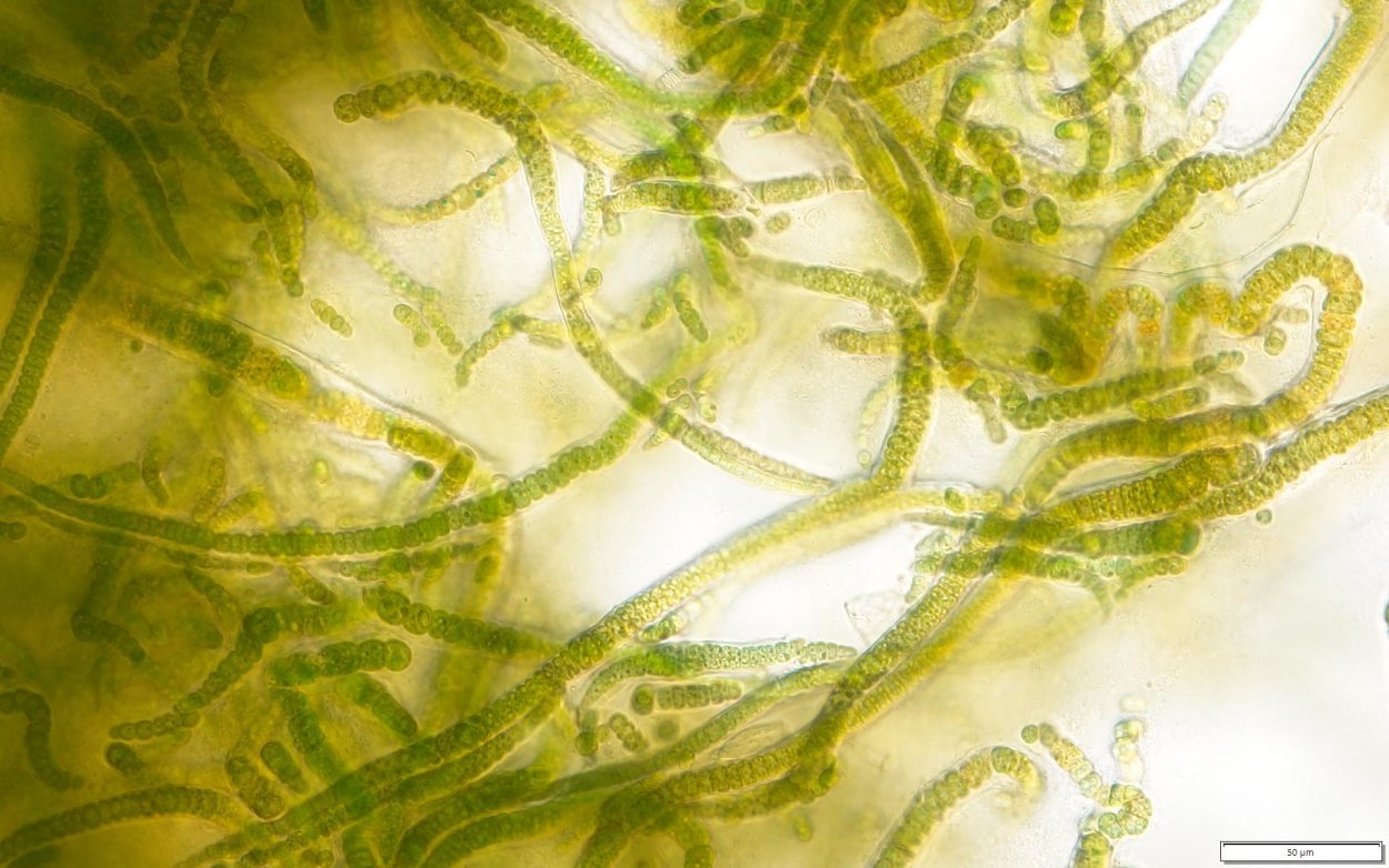 Глеотрихия водоросль