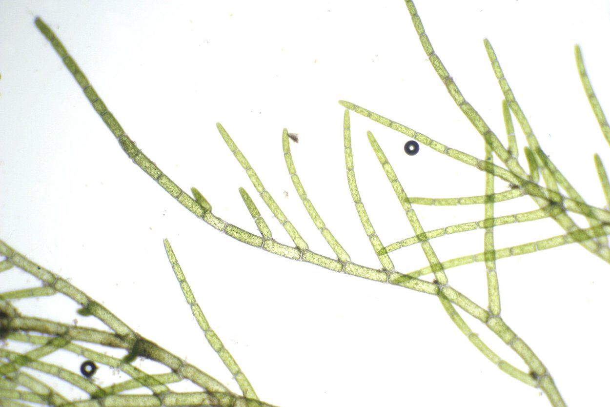 Кладофора водоросль микроскоп