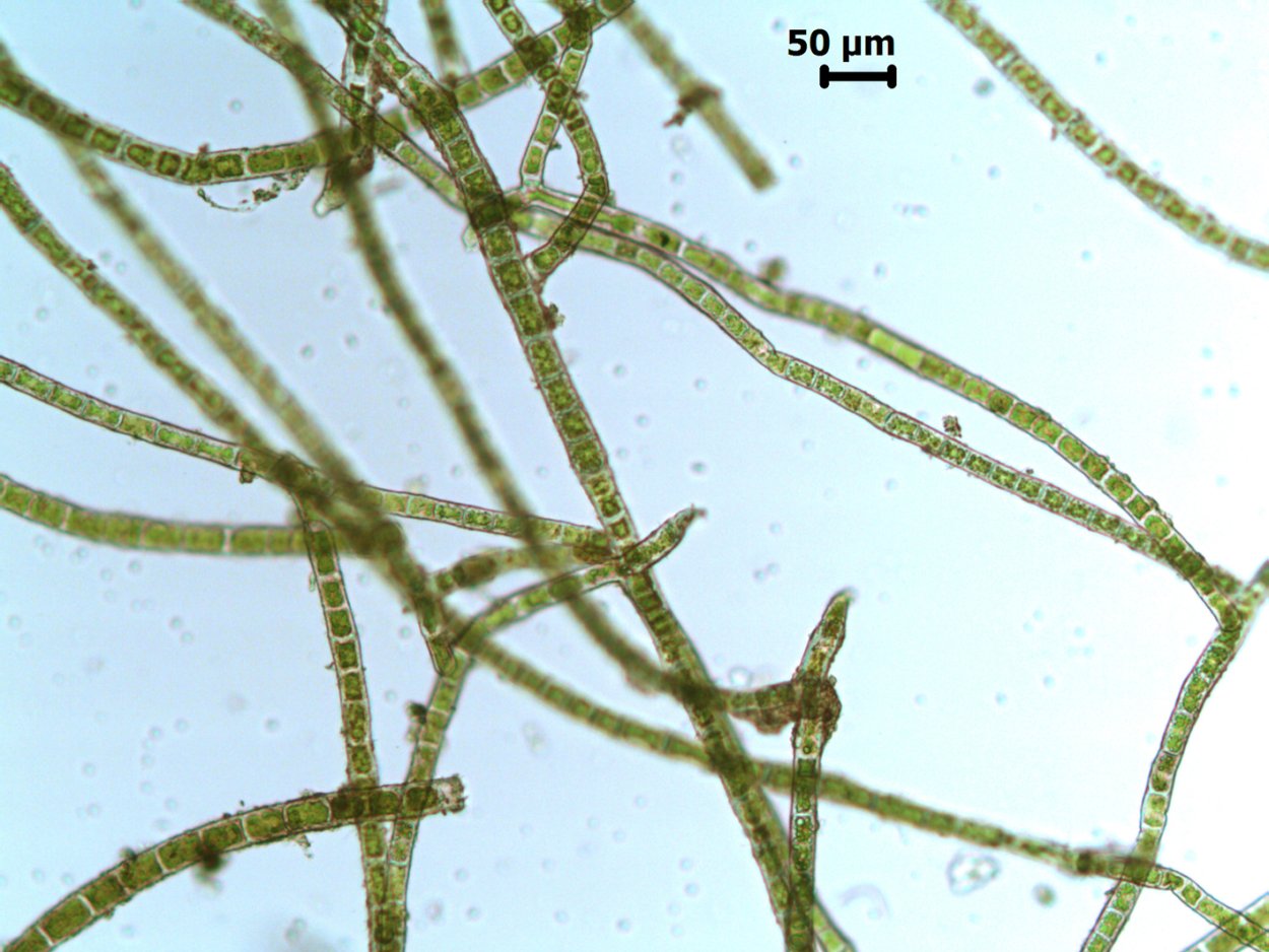 Rhizoclonium hieroglyphicum