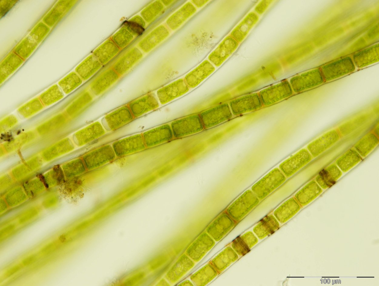 Улотрикс нитчатый