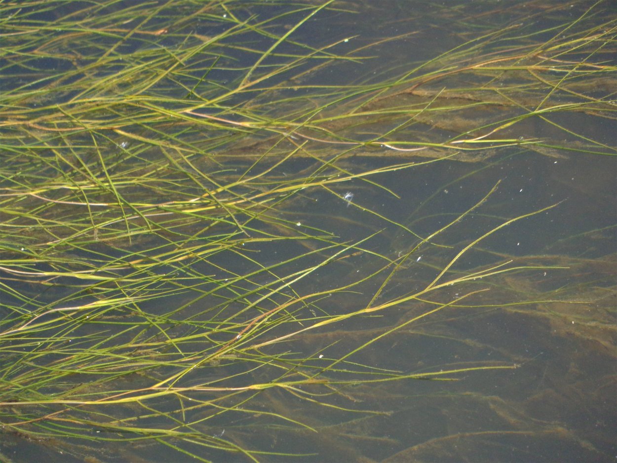 Шелковник водоросль