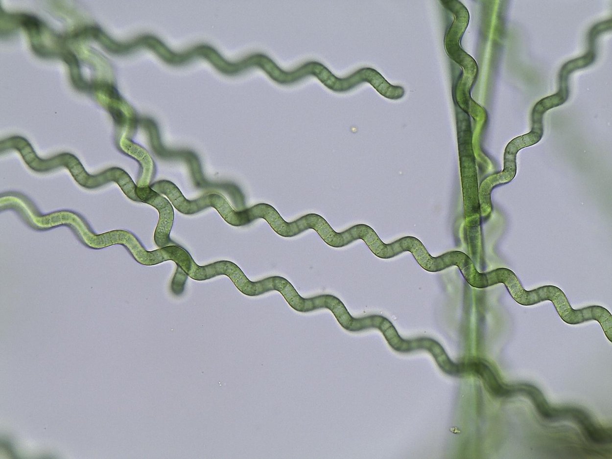 Цианобактерии Arthrospira