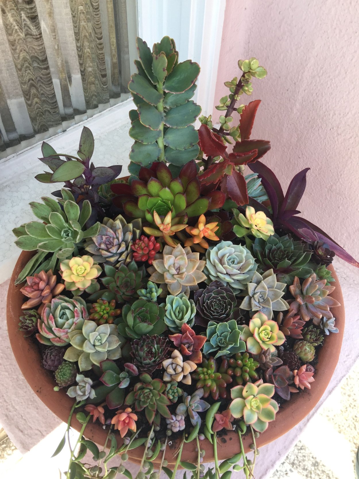 Эхеверия и Крассула в одном горшке