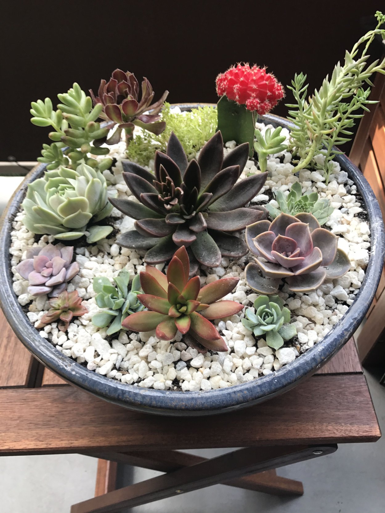 Дендрарий Суккуленты