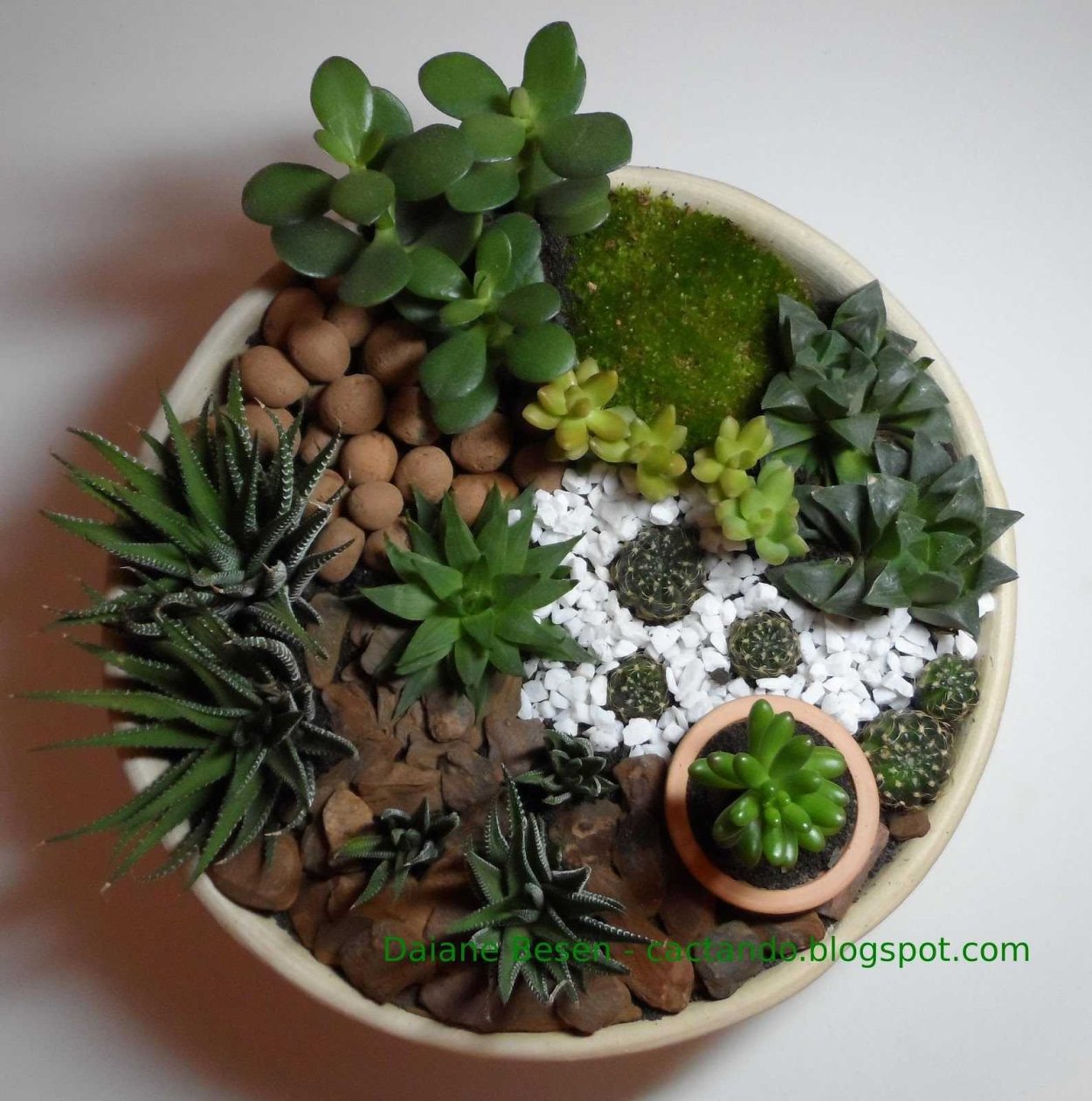 Сад в плошке из суккулентов