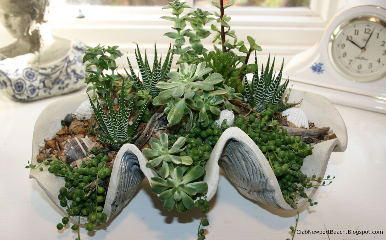 Садики из суккулентов в раковине