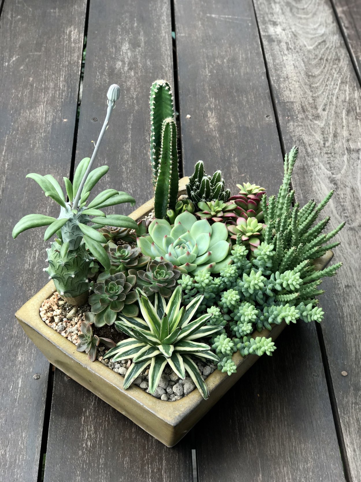 Дендрарий Суккуленты