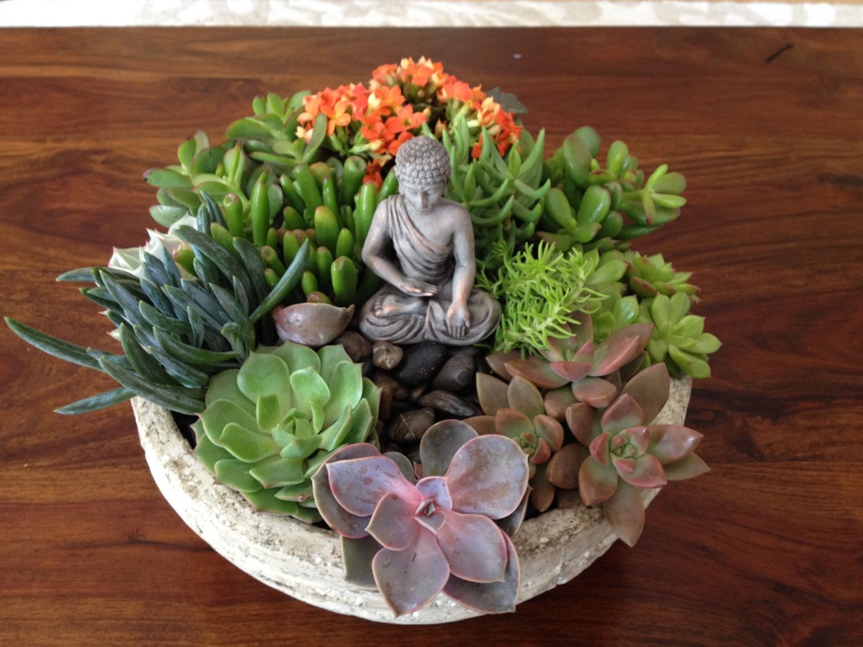 Крассула каменная роза