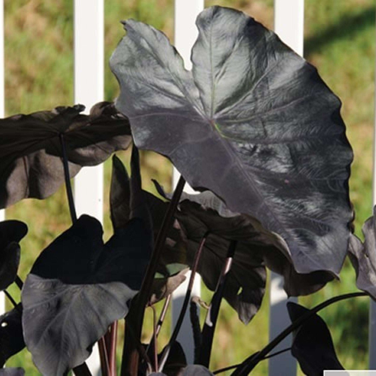 Алоказия Блэк Чекко