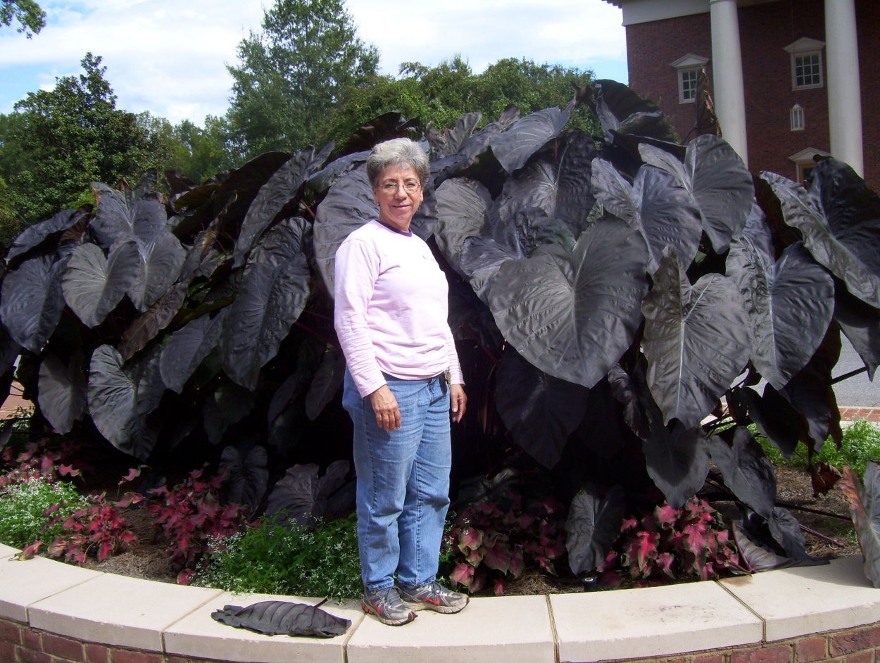 Алоказия Блэк Мэджик