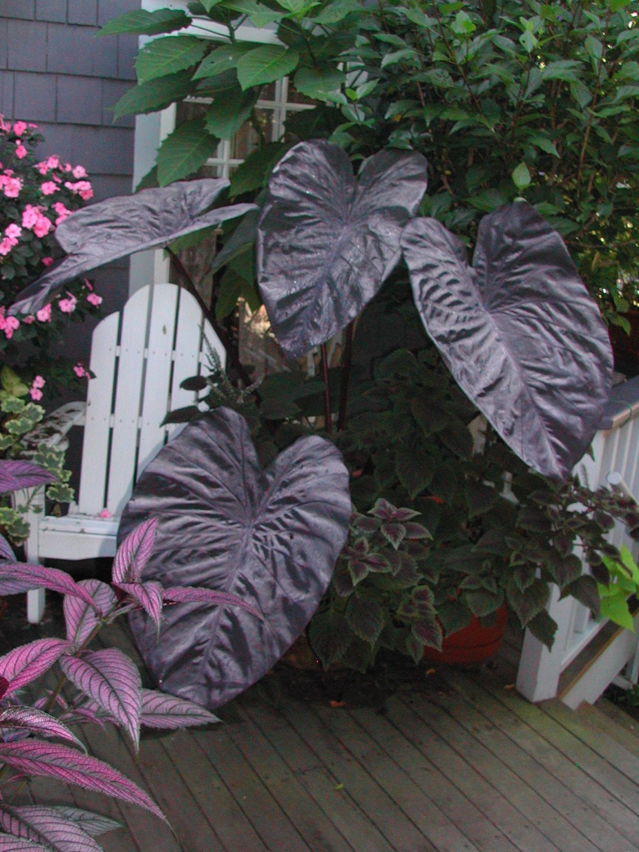 Алоказия инферналис Блэк