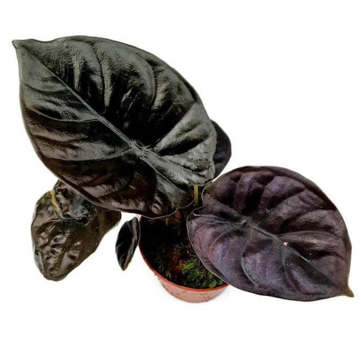 Алоказия инферналис Блэк. Черная