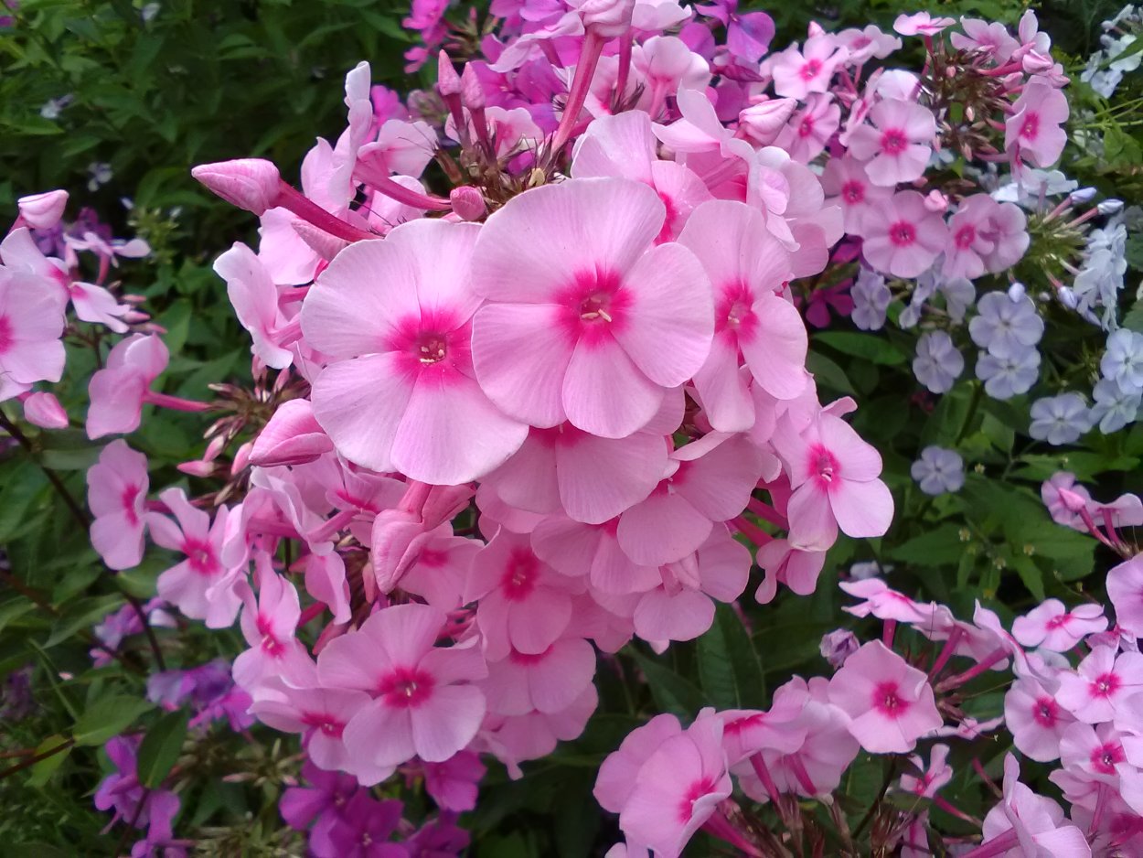 Флокс Бамбини