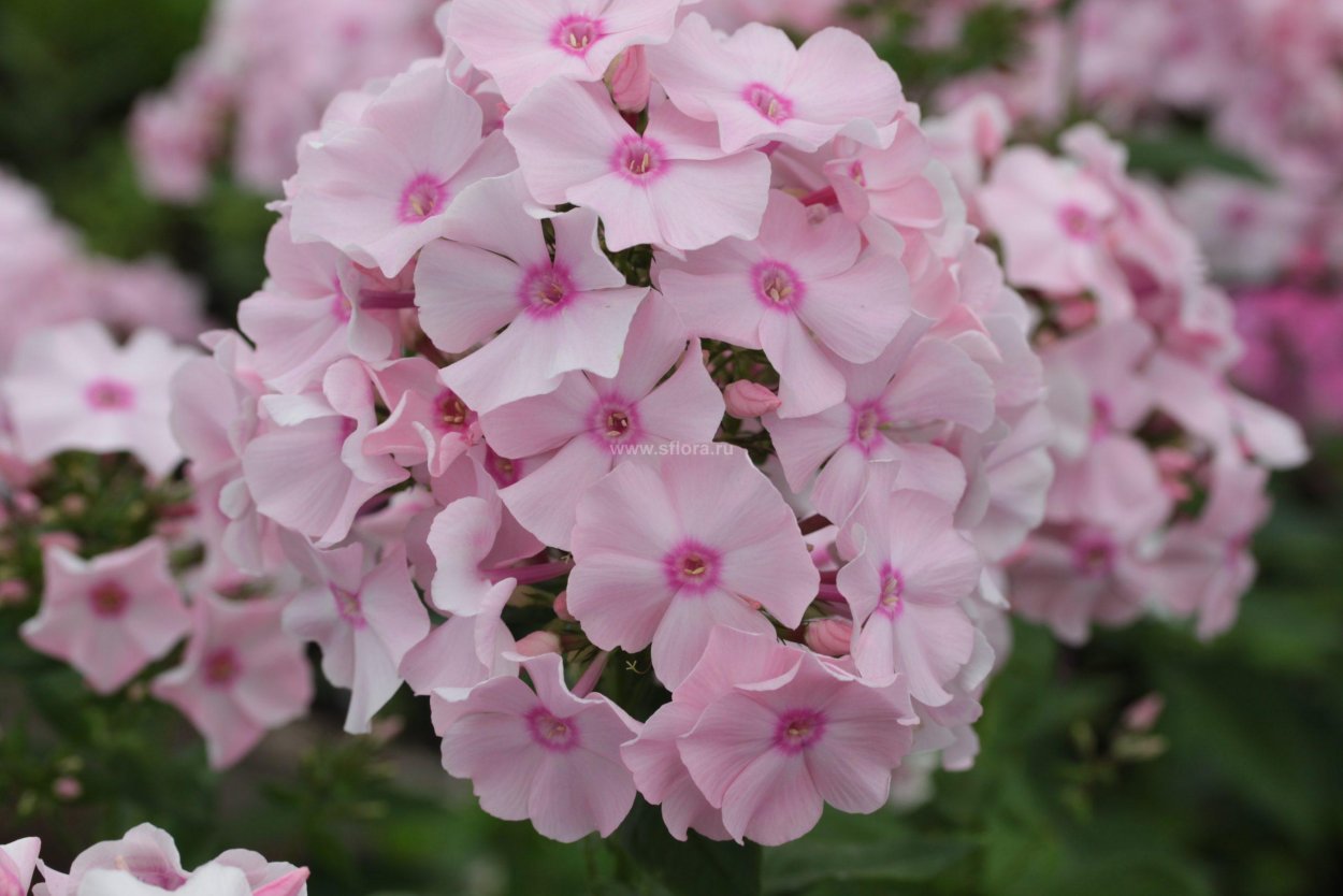 Флокс Августейшая особа