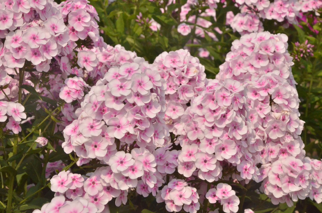 Флокс Волшебная флейта