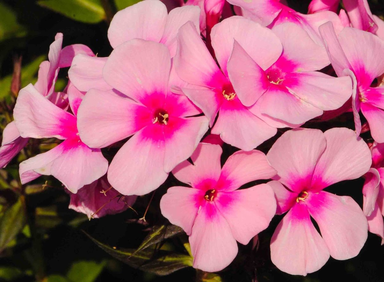 Флокс Владимир