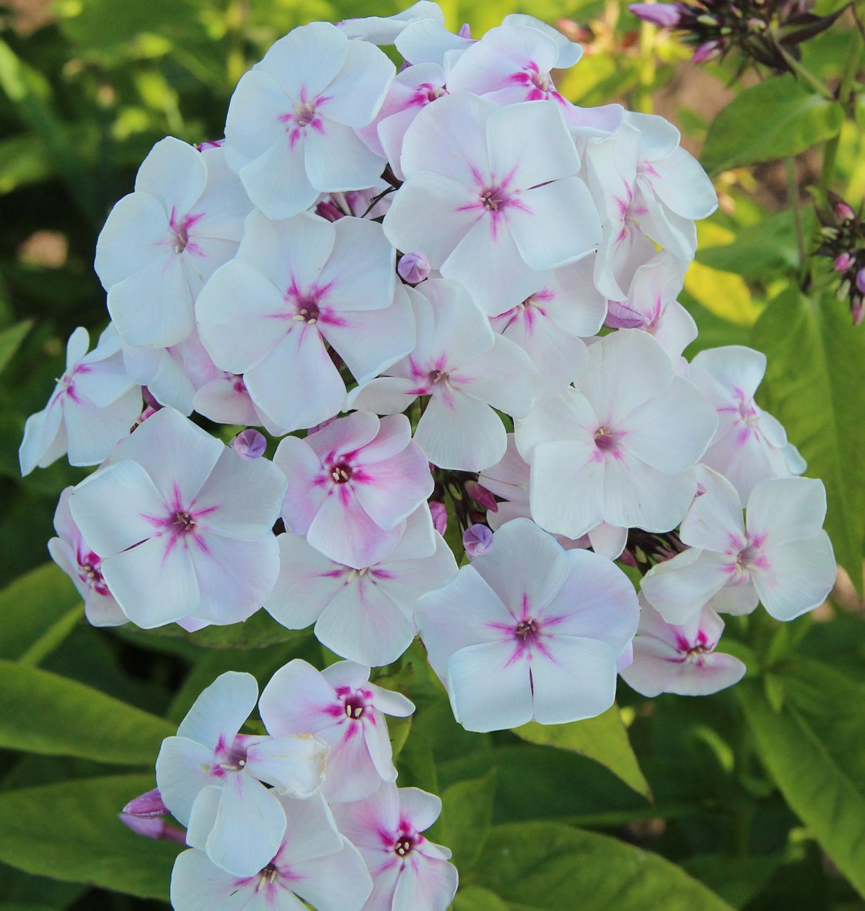 Флокс метельчатый "Мерлинка"