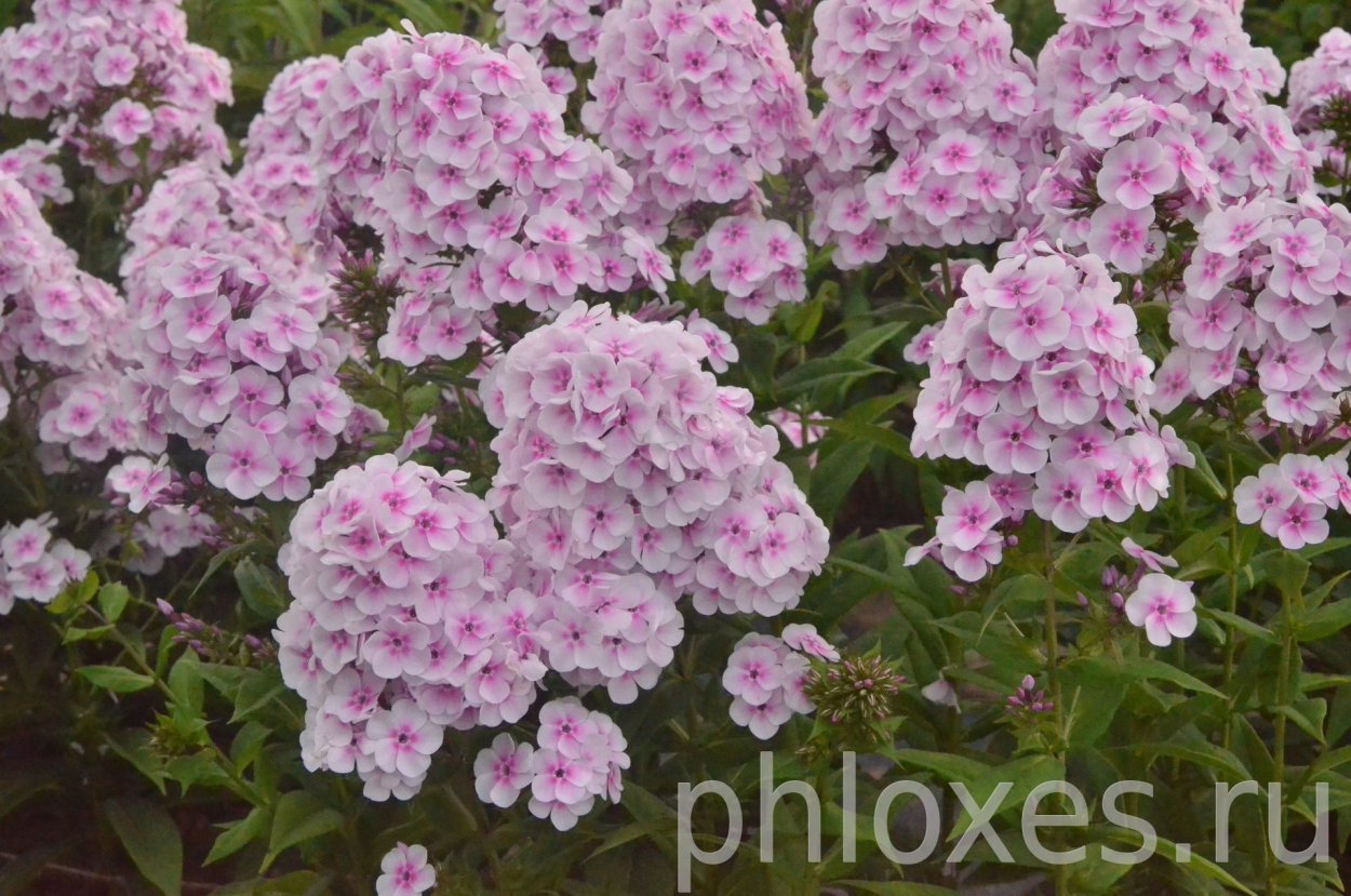 Флокс Свирель