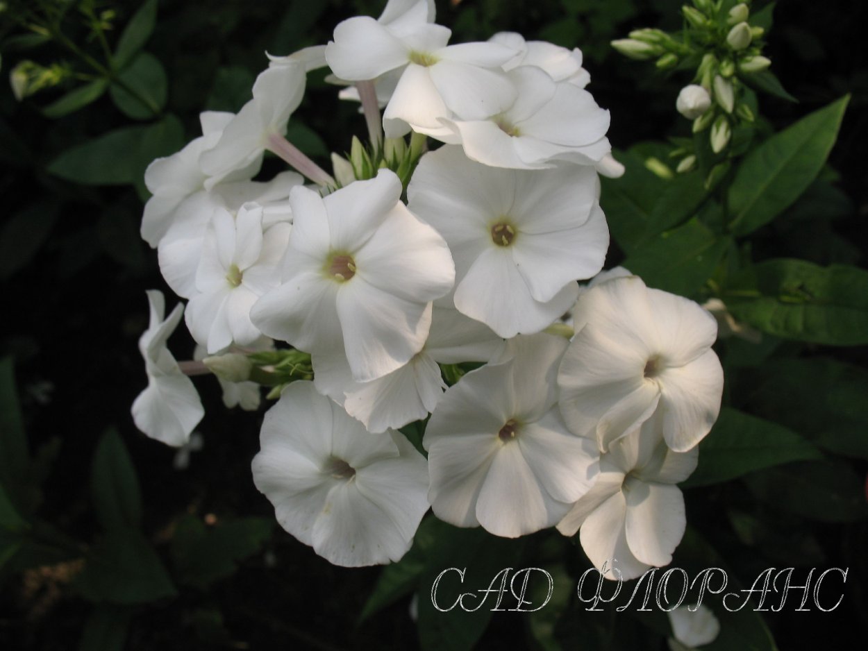 Флокс Pina Colada