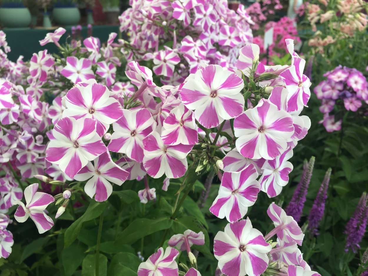 Флокс Бамбини Кэнди краш