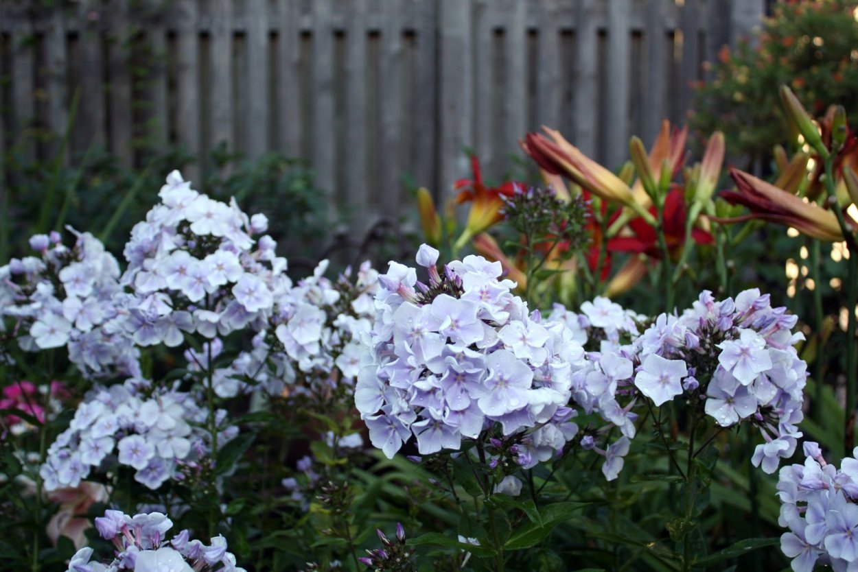 Флокс Лариса, Шуберт