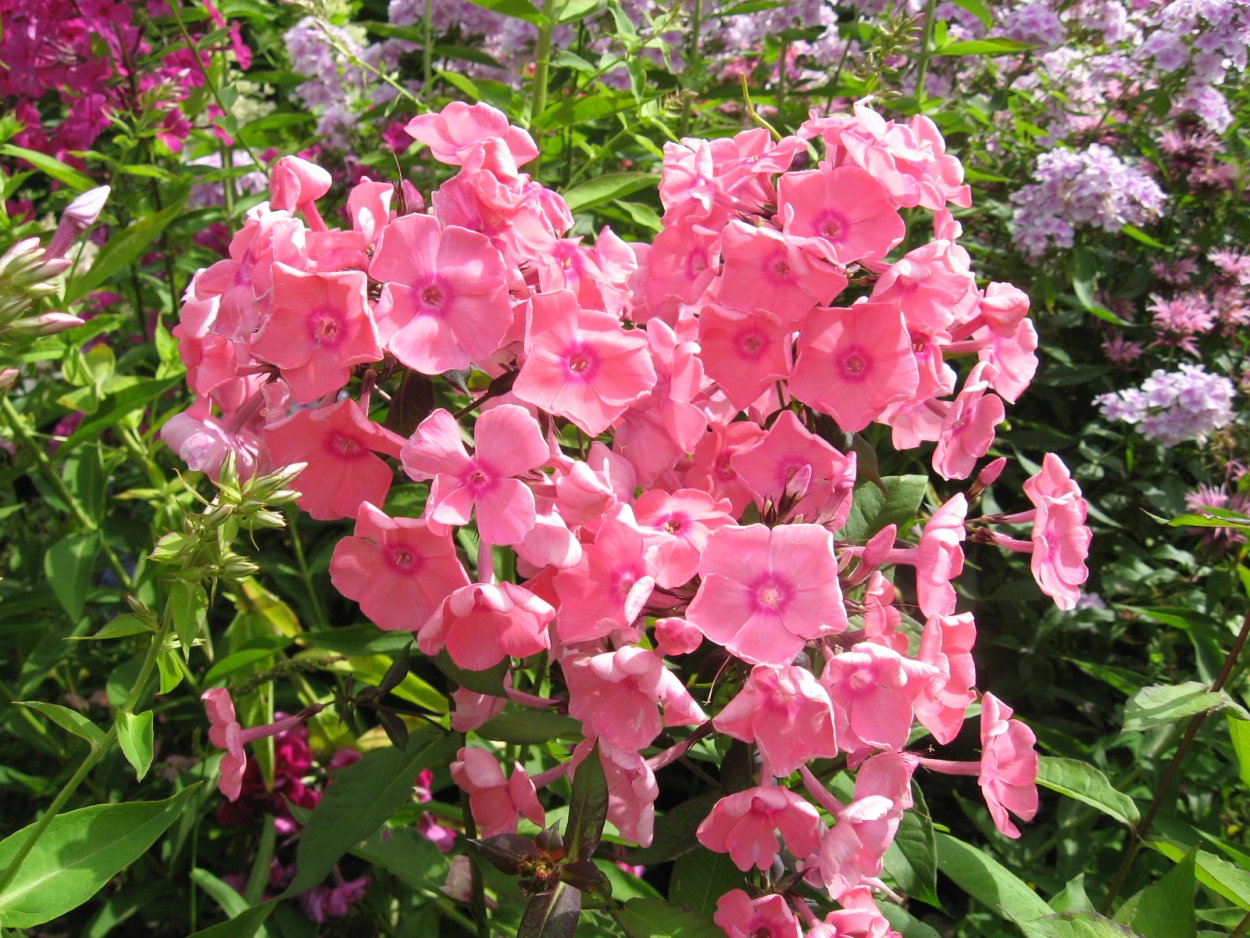 Флокс метельчатый 'Радомир'