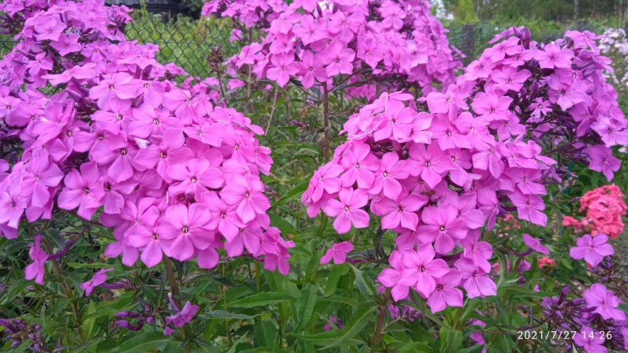 Флокс Роберта отзывы людей форум