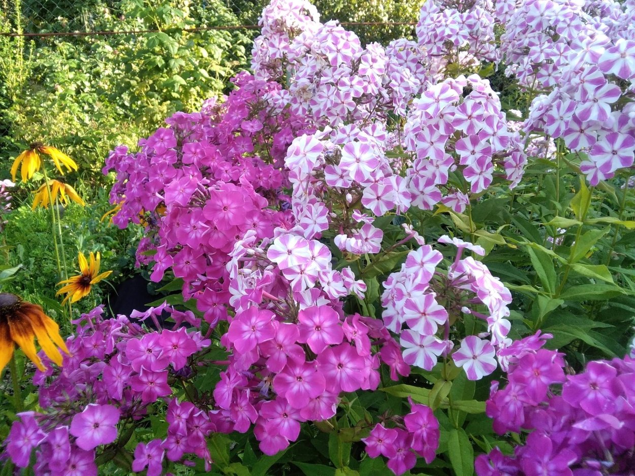 Мульчирование флоксов