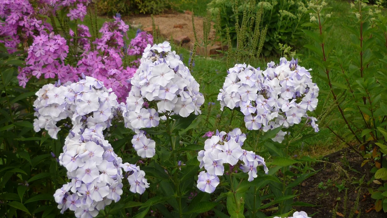 Флокс метельчатый махровый