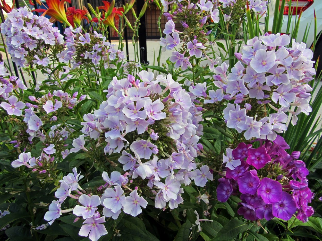 Флокс Franz Schubert