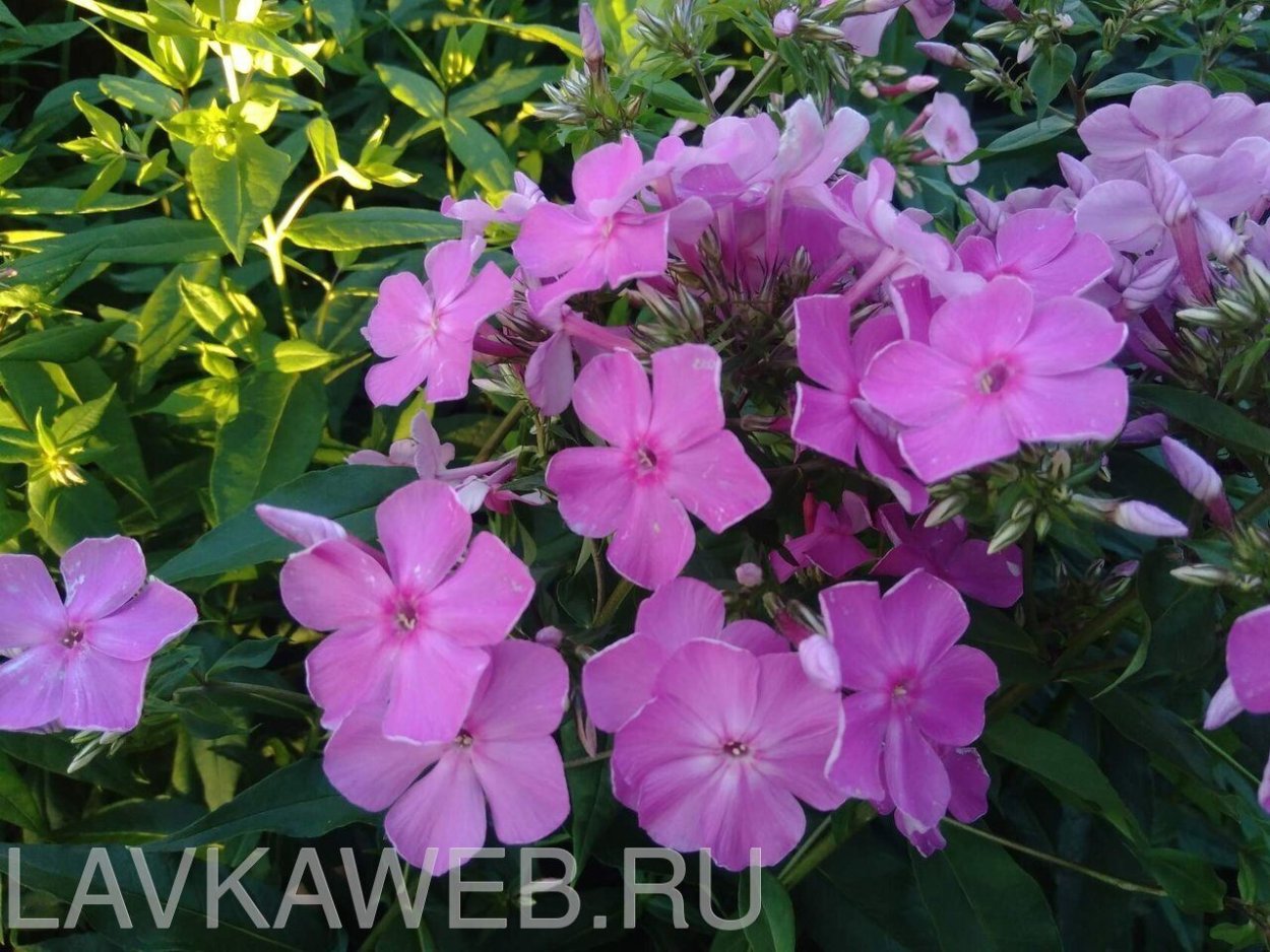 Флокс розовая дымка Фетисова