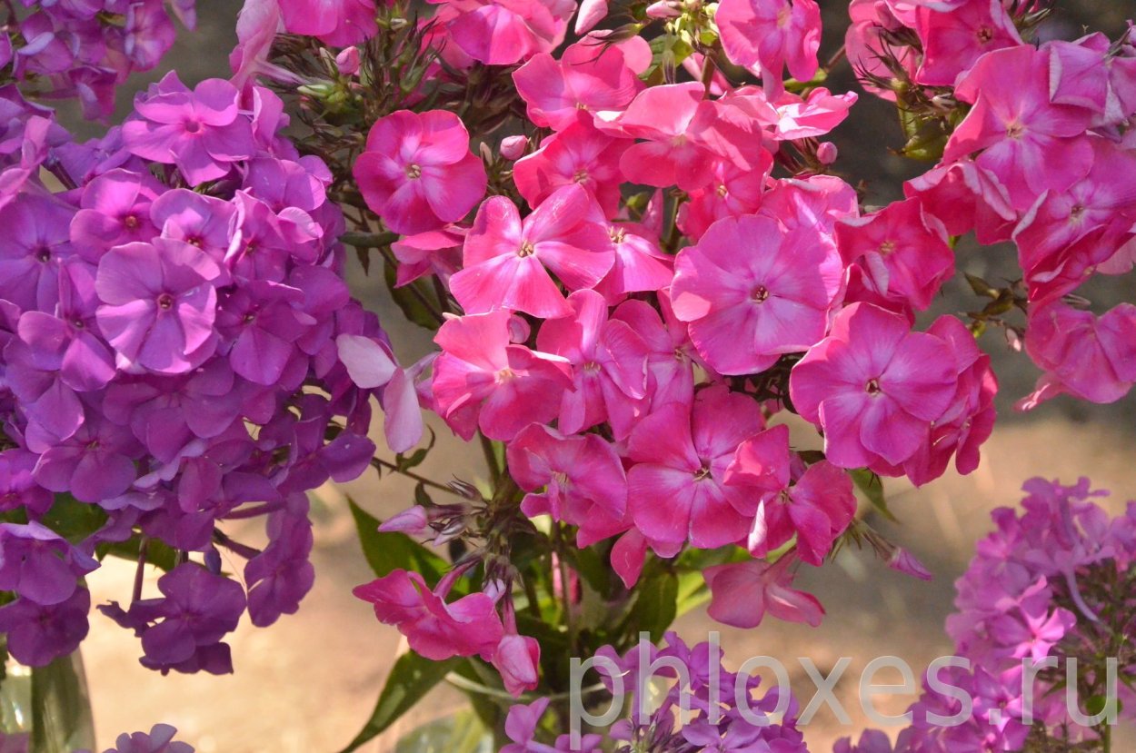 Флокс пурпурная вуаль