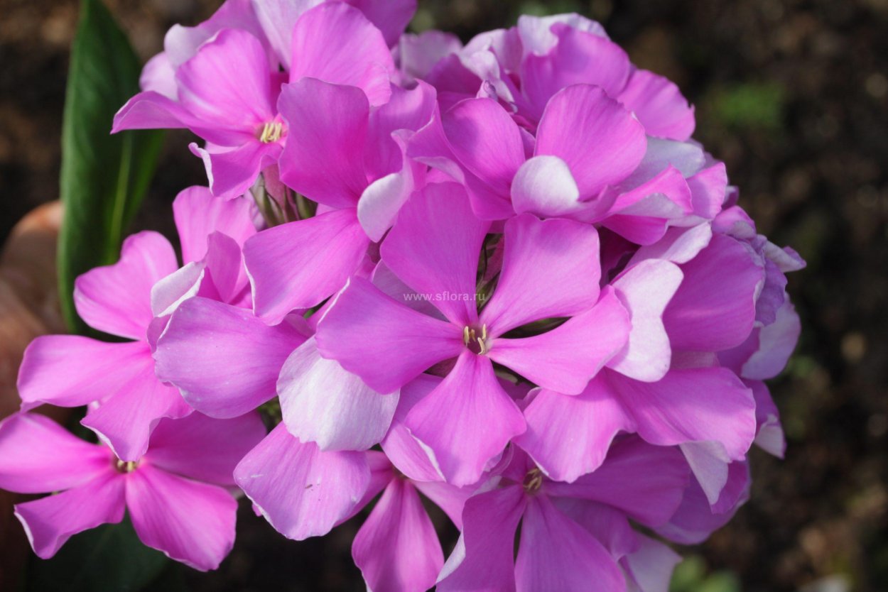 Флокс лазурит