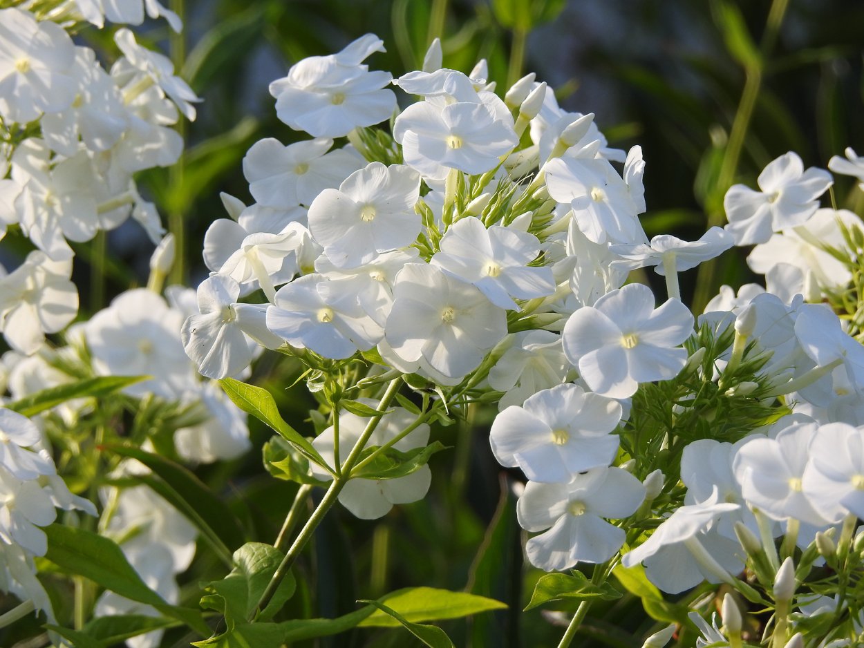 Белые Флоксы букет