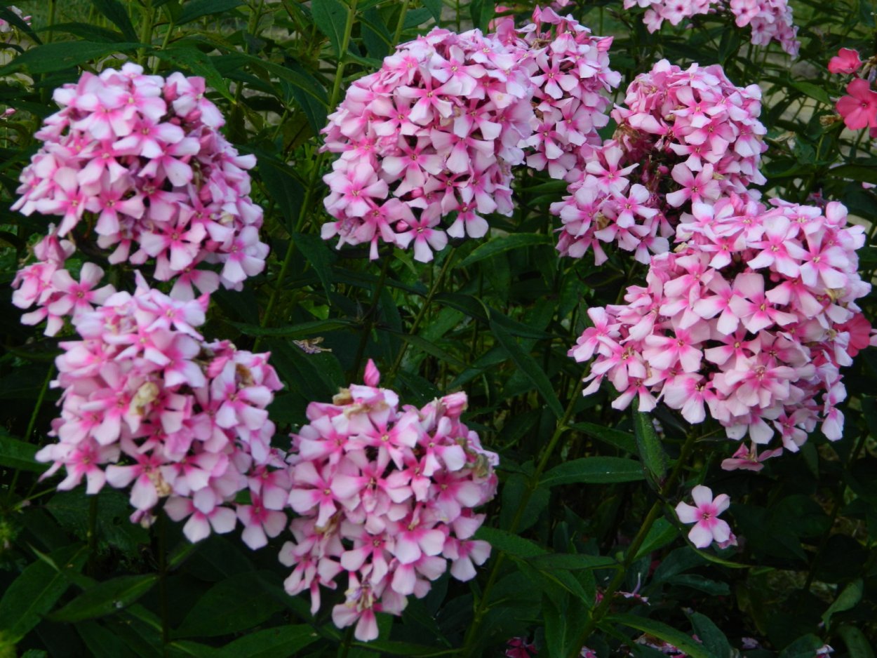 Флокс Мисс Элли