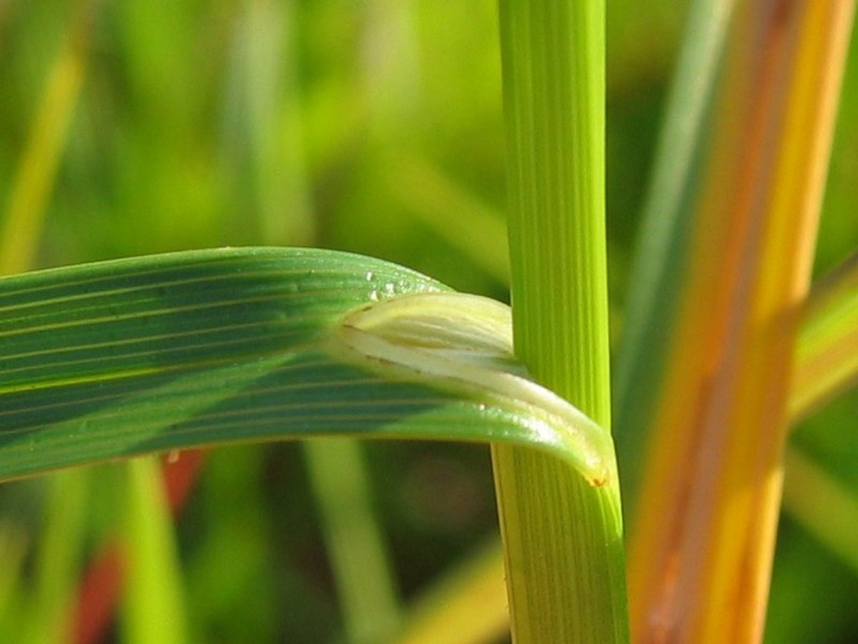 Стебель пшеницы Соломина