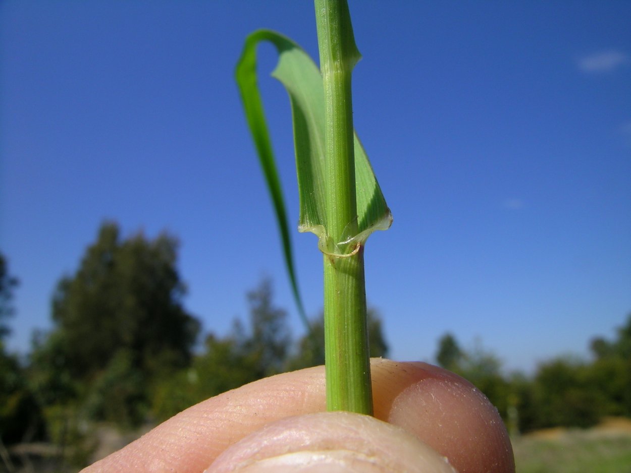 Стебель пшеницы Соломина