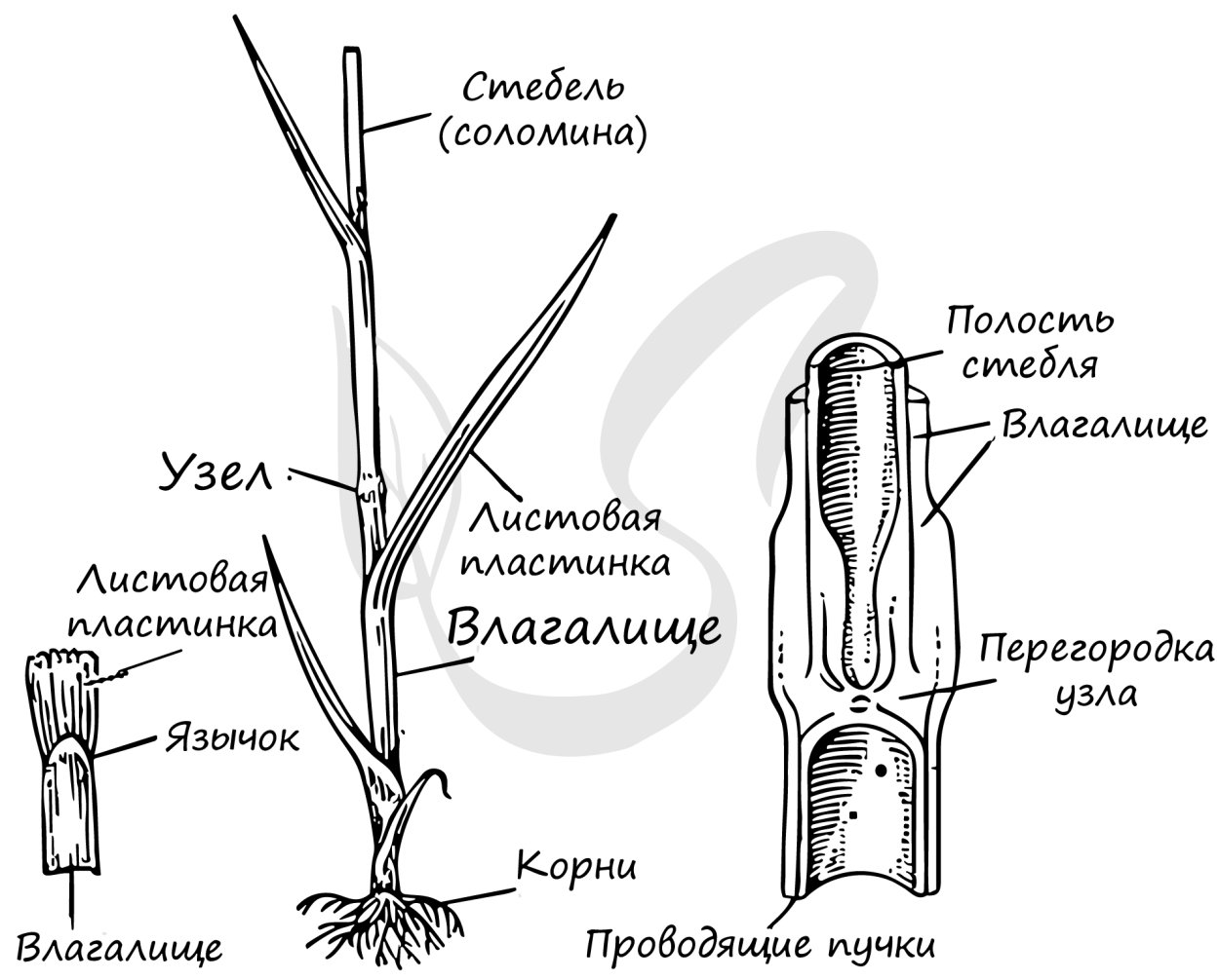 Стебель пшеницы Соломина