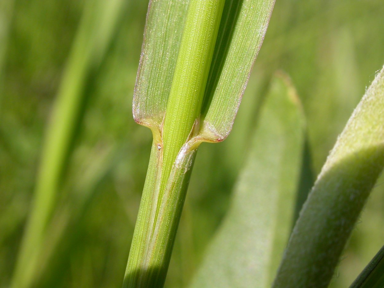 Стебель злаков