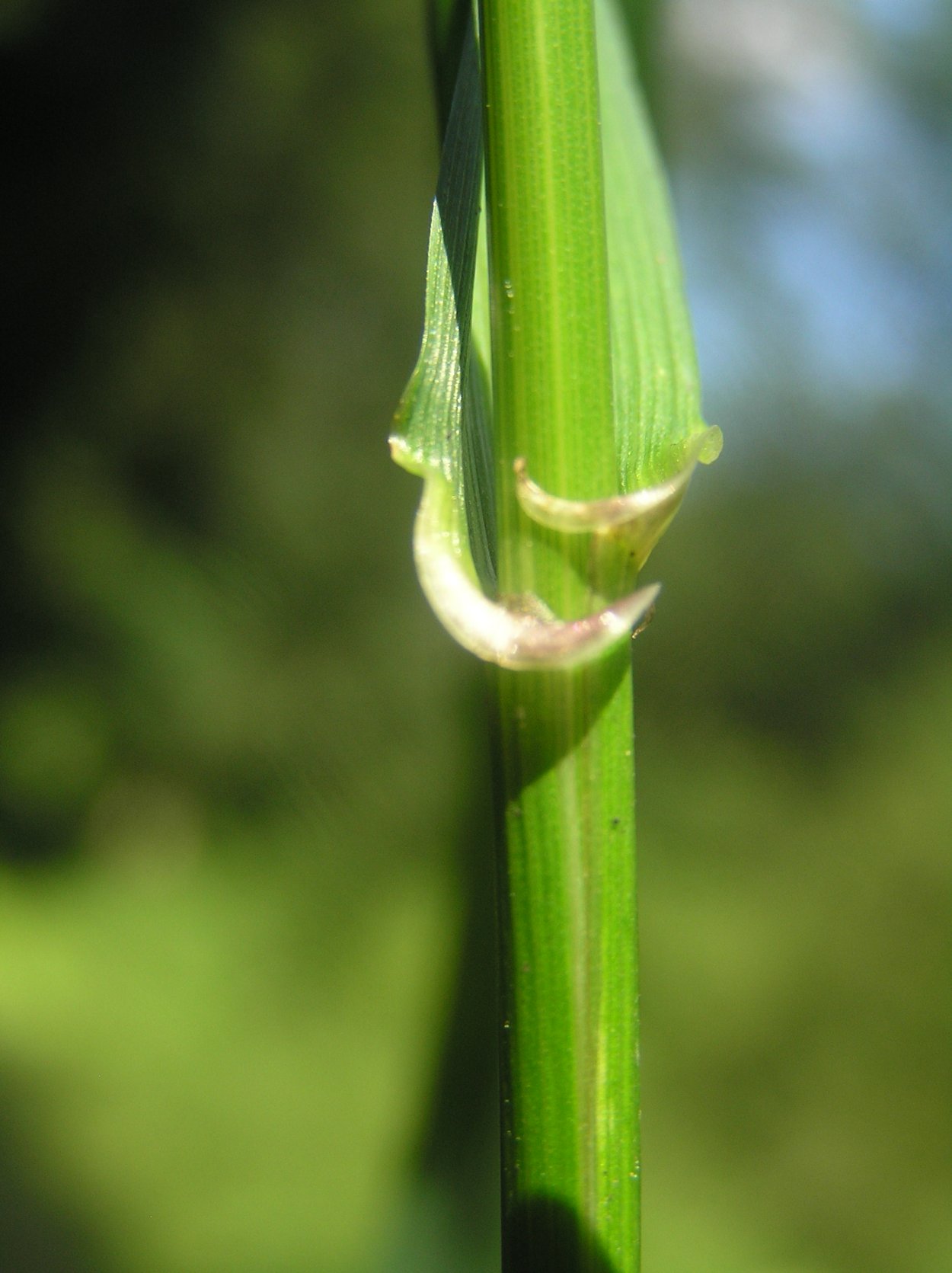Овсяница гигантская