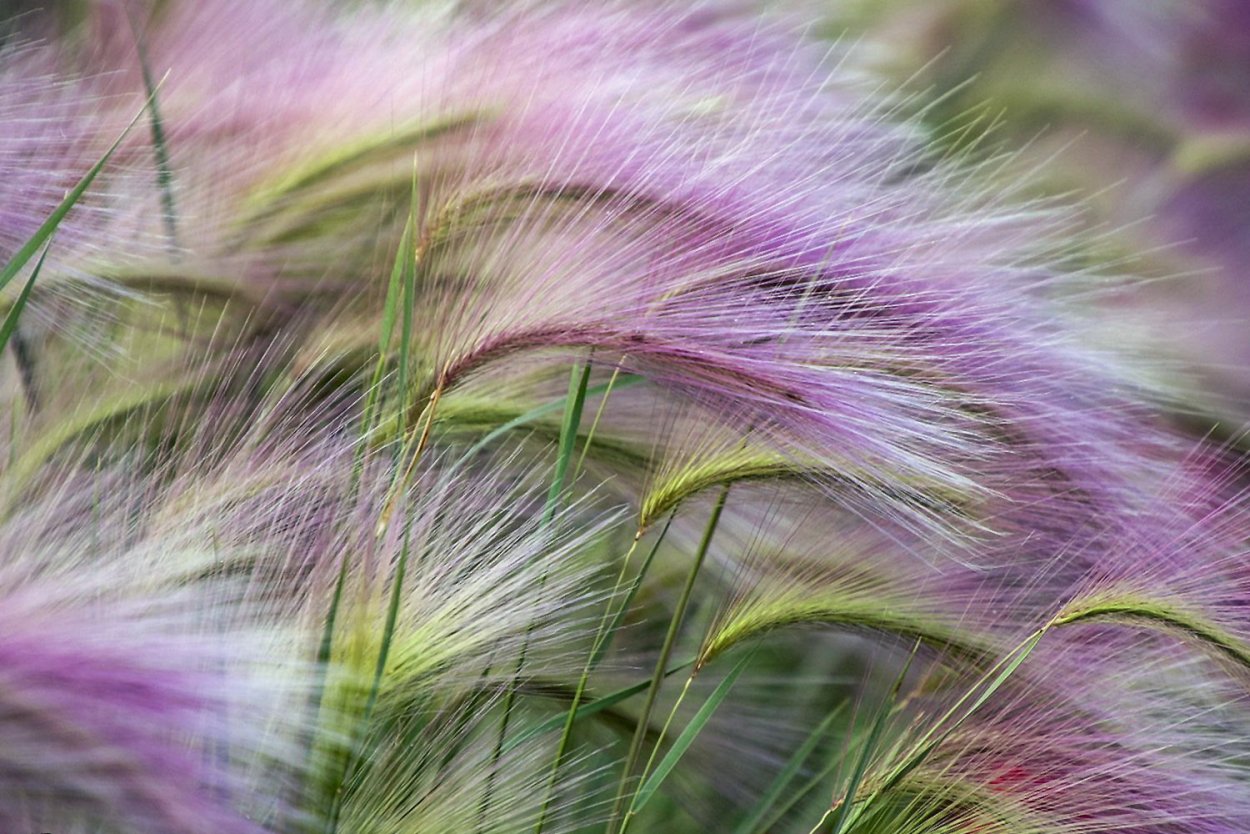 Ковыль гривастый