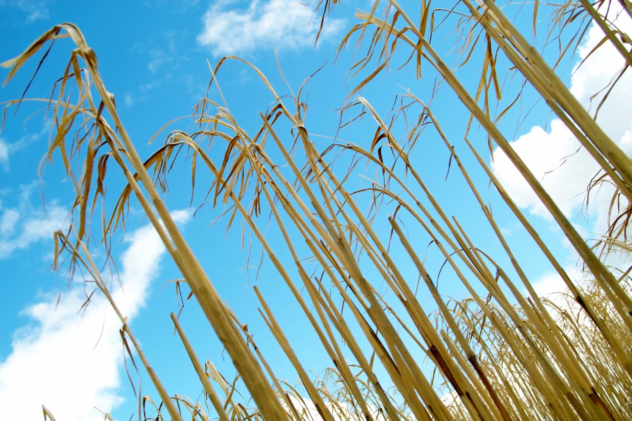 Вертикальные фермы пшеницы